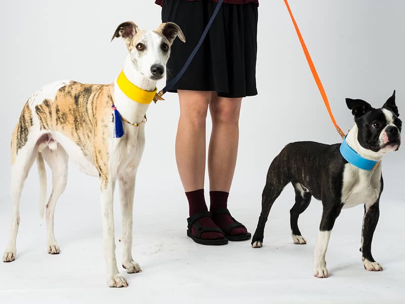 Oscar and Kai wearing Dogsnug Sustainable Ray of Sunshine Dog Collars and Dog Leads