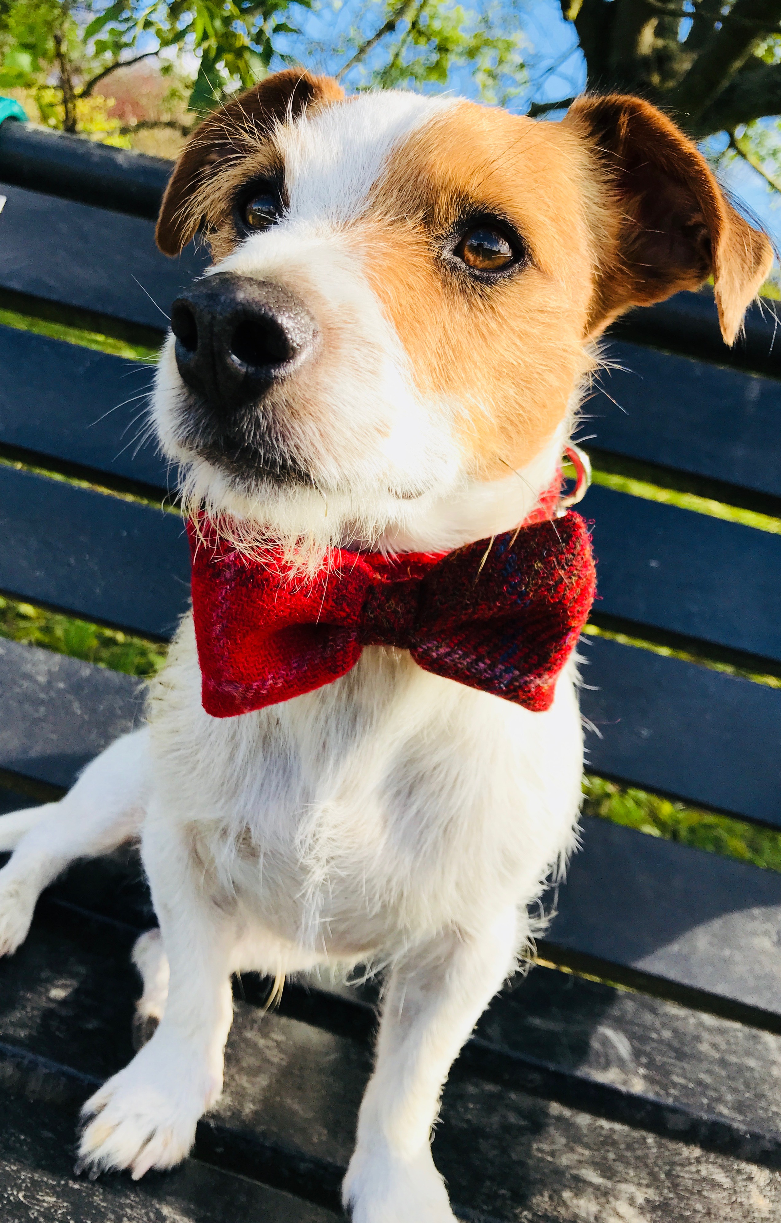 Red Harris Dog Bow Tie