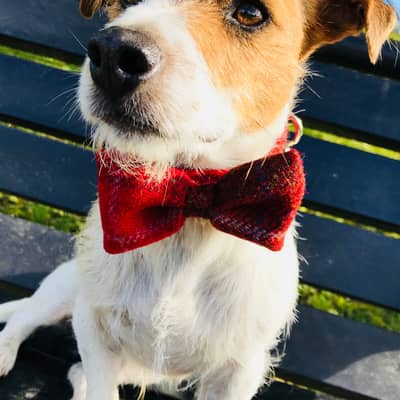 Red Harris Dog Bow Tie
