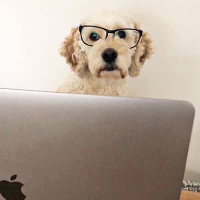 Toffee the Wink Design Cockapoo