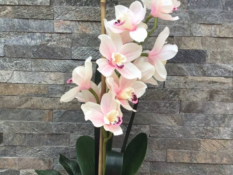 Pale pink cymbidium orchid