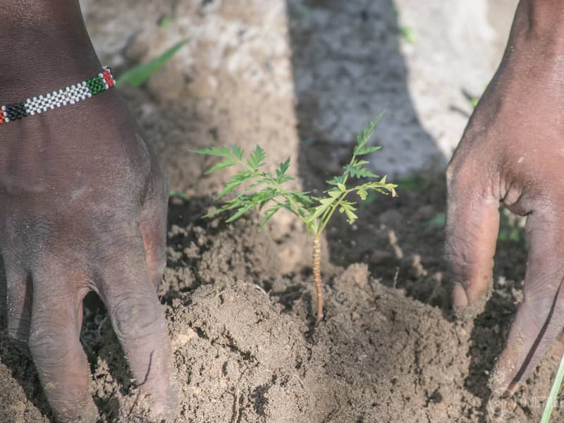 One tree planted for every clock sold