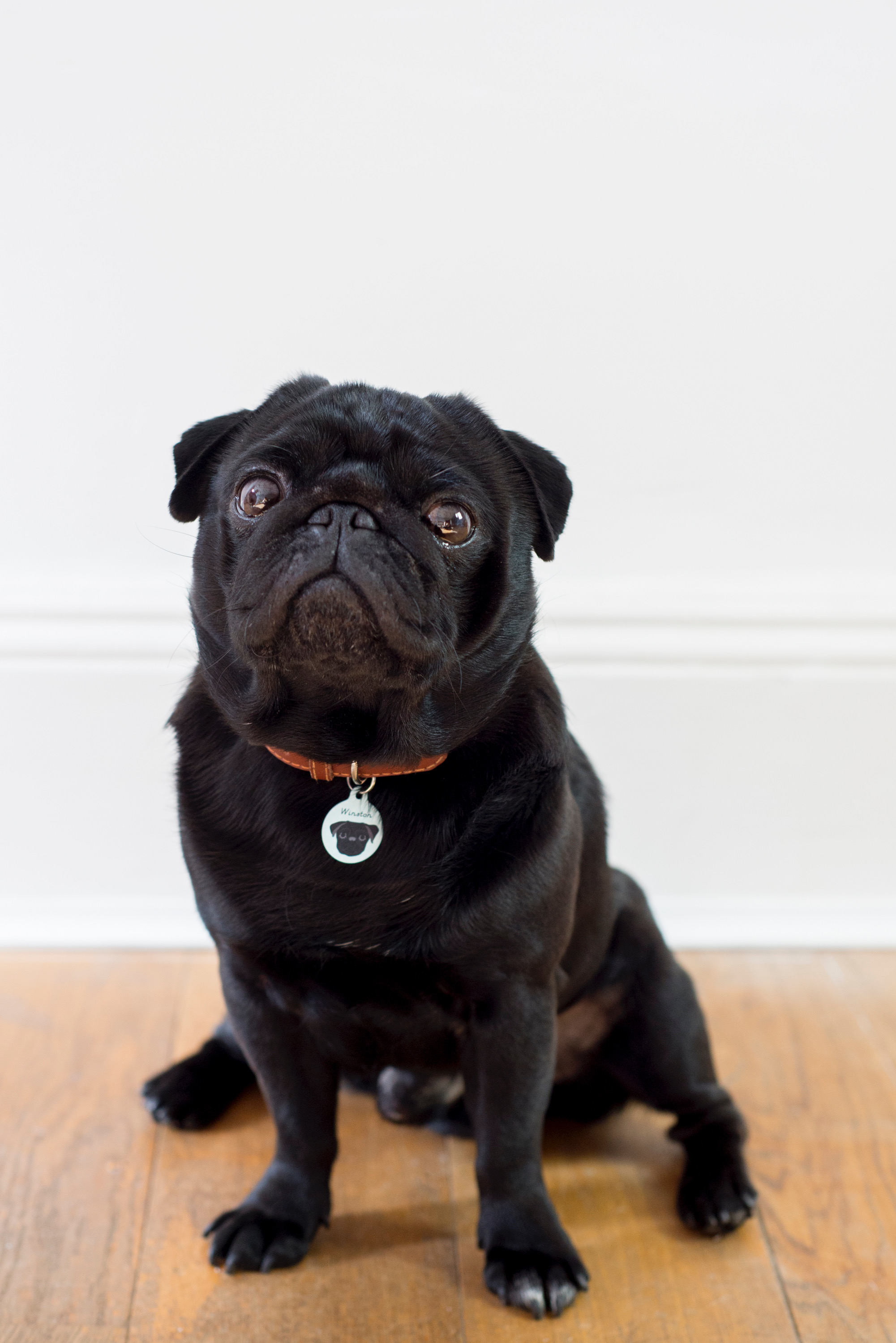 We love all of our furry customers and love to see our products on your pets