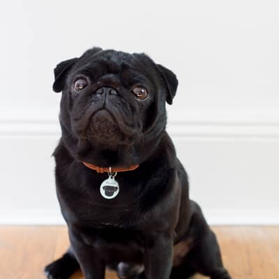 We love all of our furry customers and love to see our products on your pets