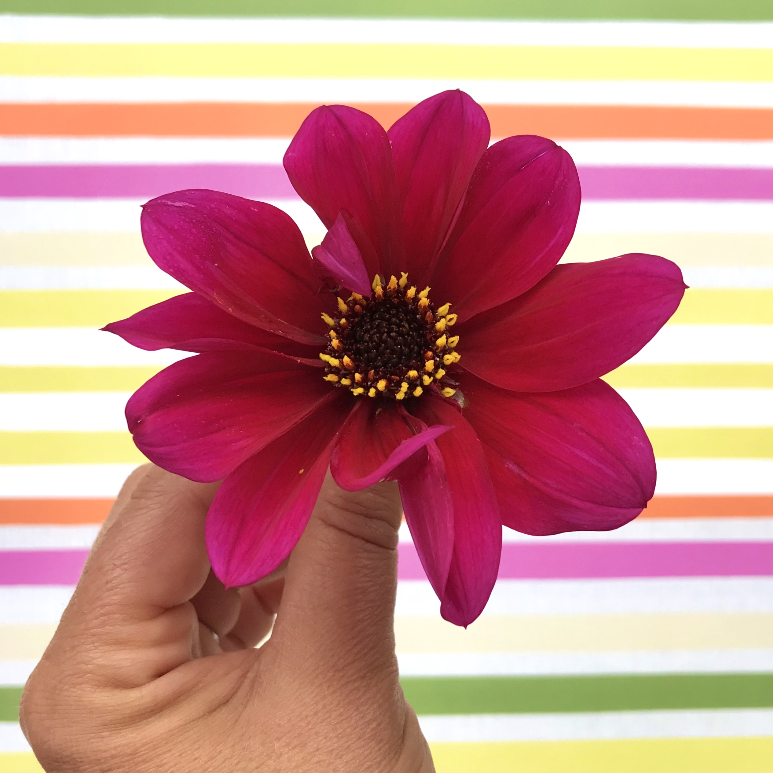 Flower Wrap and Dahlia