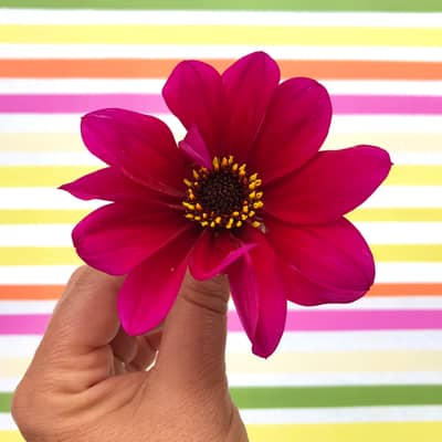 Flower Wrap and Dahlia