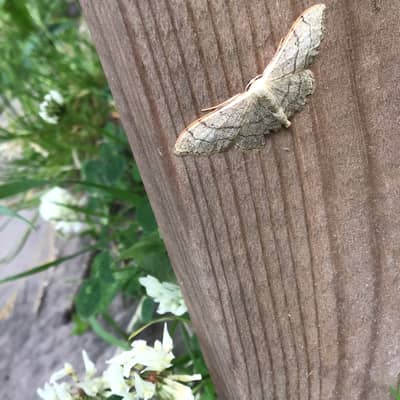Riband Wave UK garden moth with wild flowers