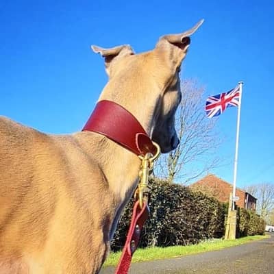 Leather Dog Collar and Leather Dog Lead - handmade and personalised gift for Sighthounds, particularly Greyhounds, Whippets and Lurchers