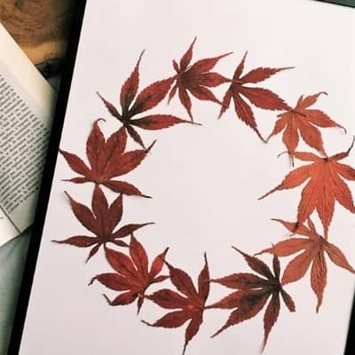 Japanese Maple Leaf Herbarium in Frame