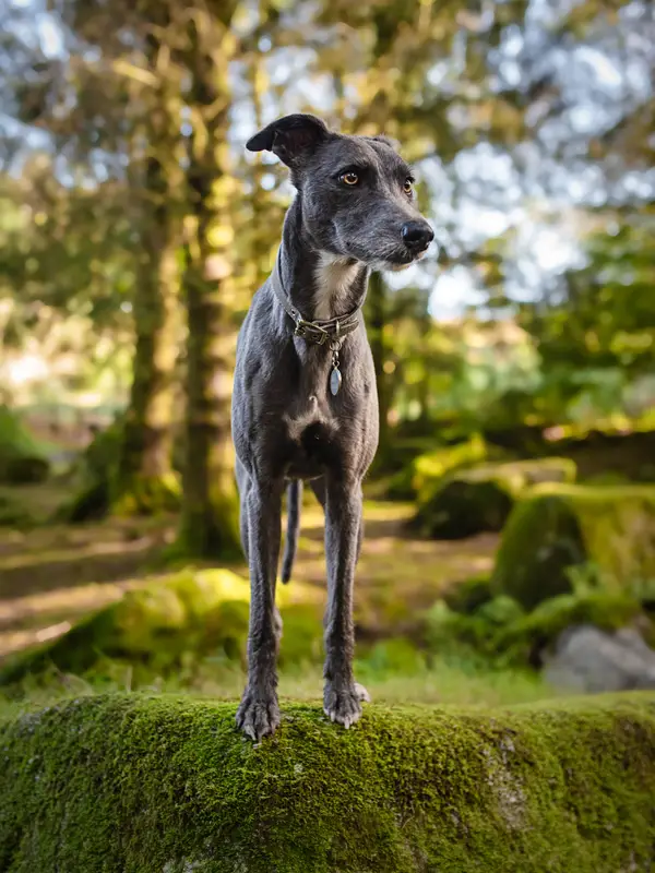 luxury dog collars