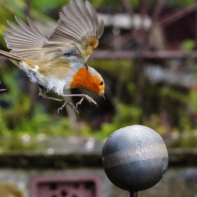 bird landing on garden sculpture