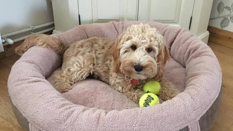 Personalised dog beds
