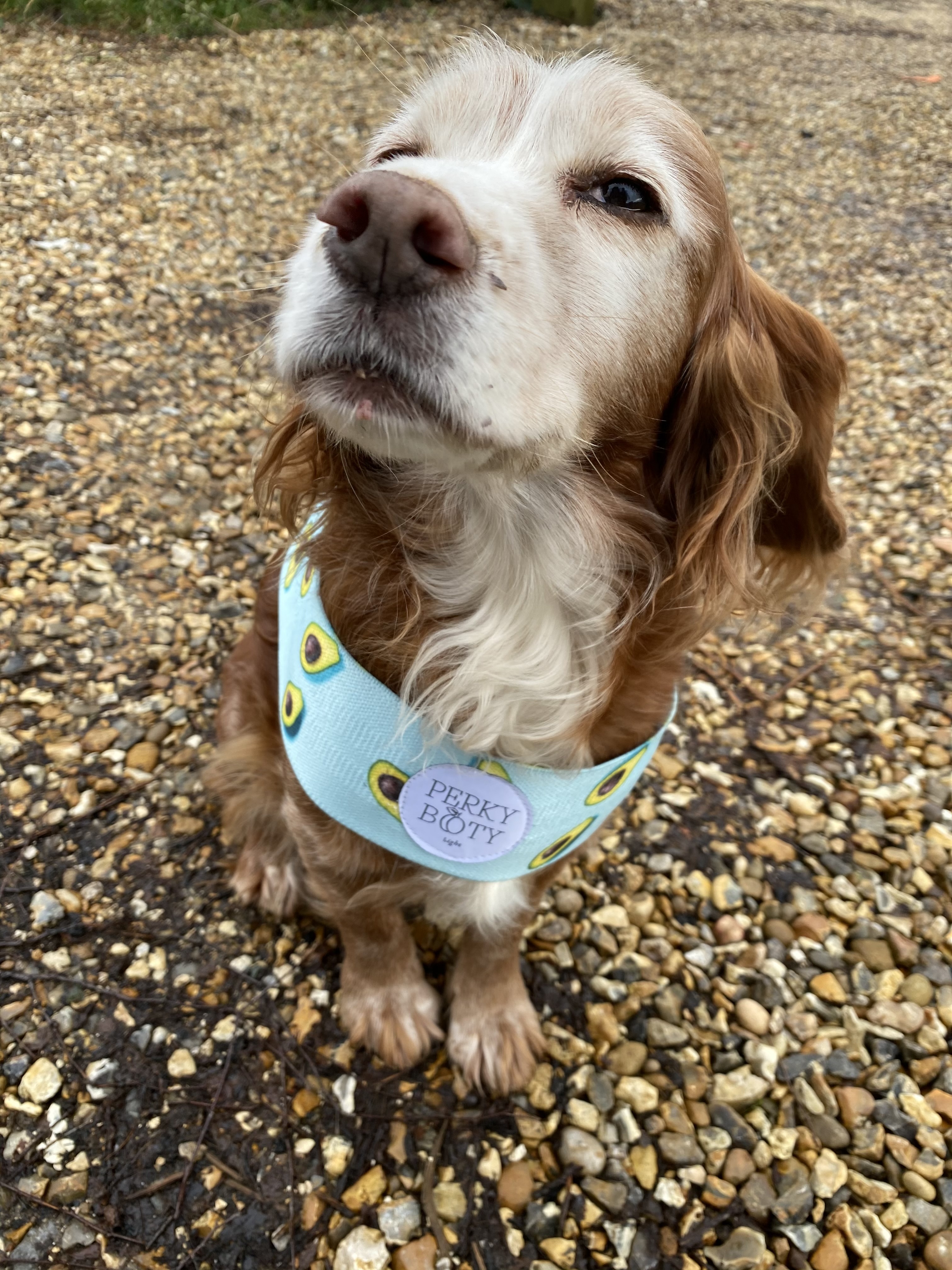 Kizzy the Perky Booty dog wearing the avocado print short fabric resistance band