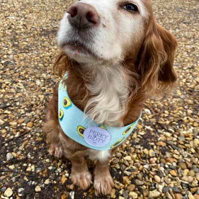 Kizzy the Perky Booty dog wearing the avocado print short fabric resistance band