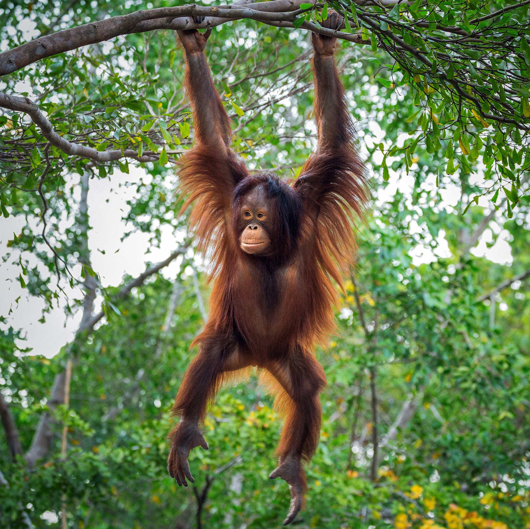 Planting Trees In Borneo