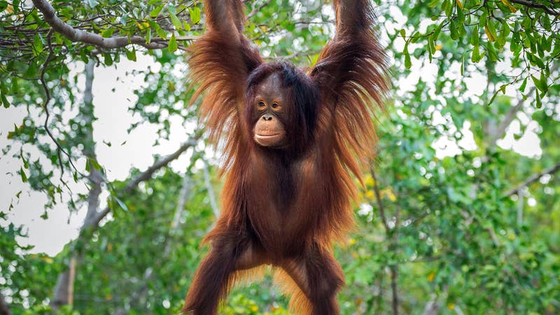 Planting Trees In Borneo