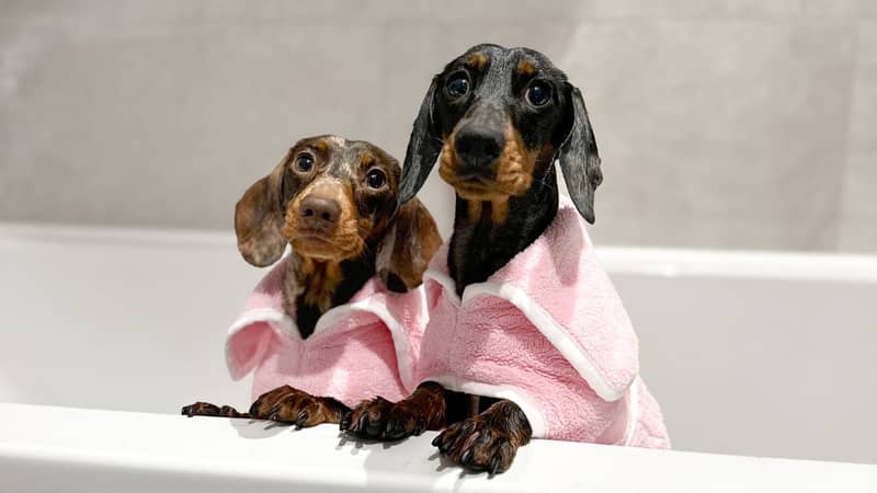 Dachshunds in Pink Bathrobes