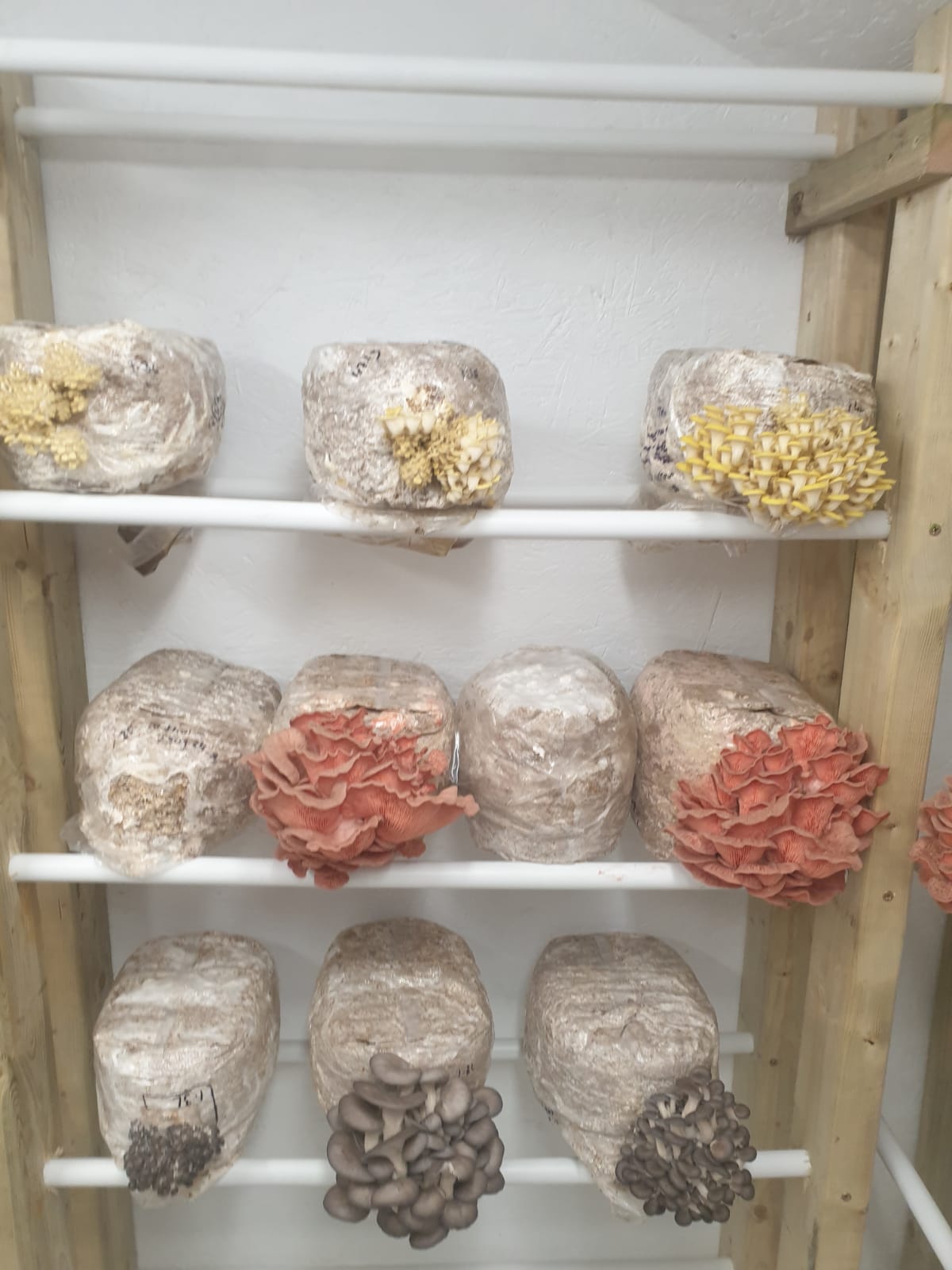 Mushroom fruiting room