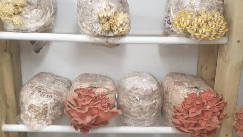 Mushroom fruiting room