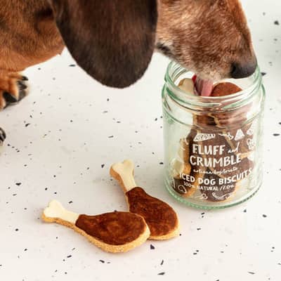 Dachshund with Fluff & Crumble Drumstick Iced Dog Biscuit Jar