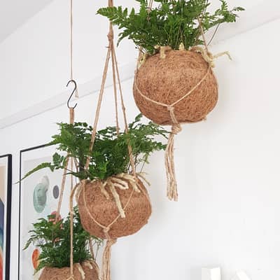 Humata fern plants arrangement