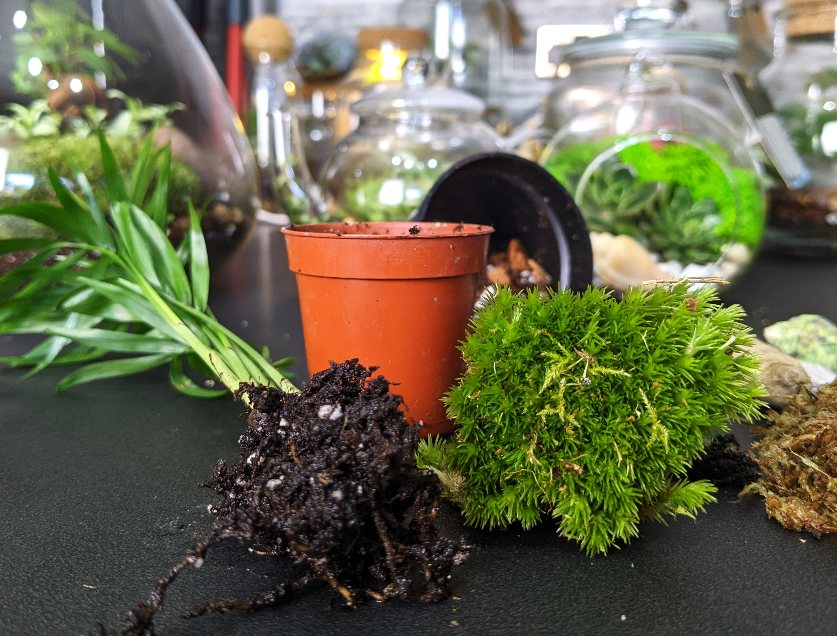 Creating a Terrarium 