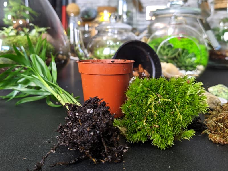 Creating a Terrarium