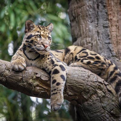 The Majestic Clouded Leopard.