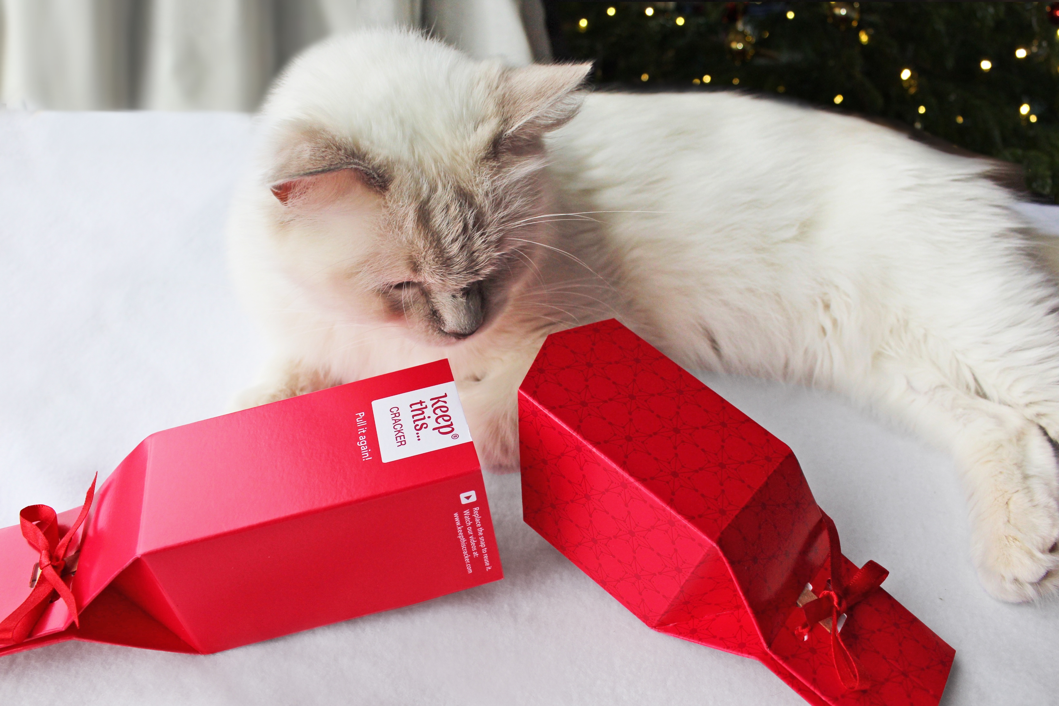 My cat with a pet-friendly Keep This Cracker