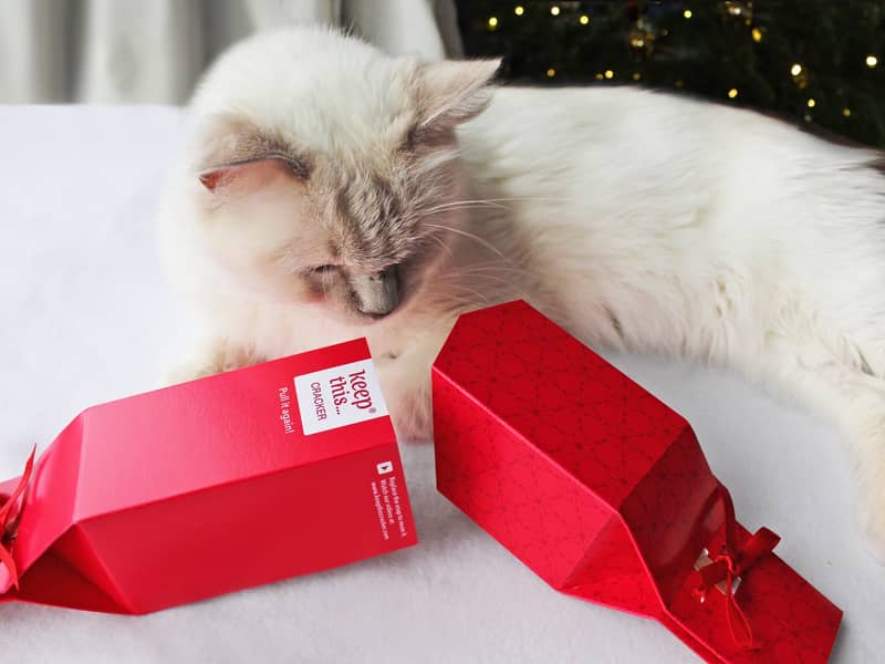 My cat with a pet-friendly Keep This Cracker