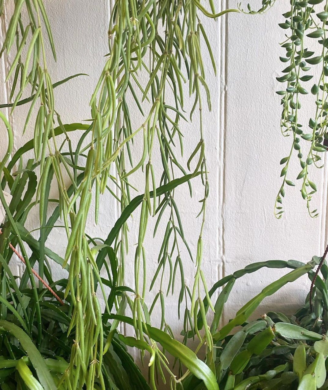 The home of healthy houseplants