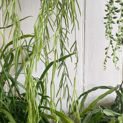 The home of healthy houseplants