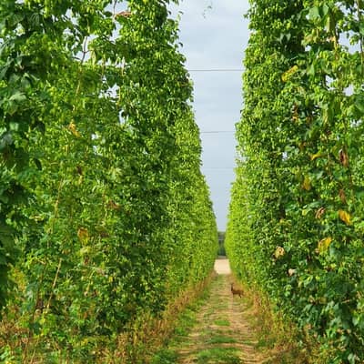 Hogs Back Brewery Hop Garden
