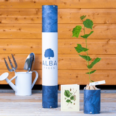 Alba Trees Gift Box