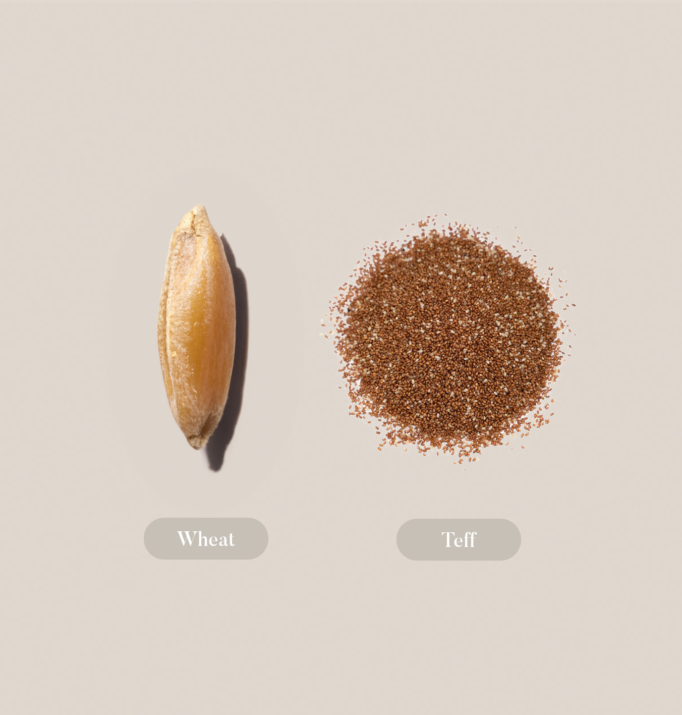 chocolate date cookies form a patchwork 