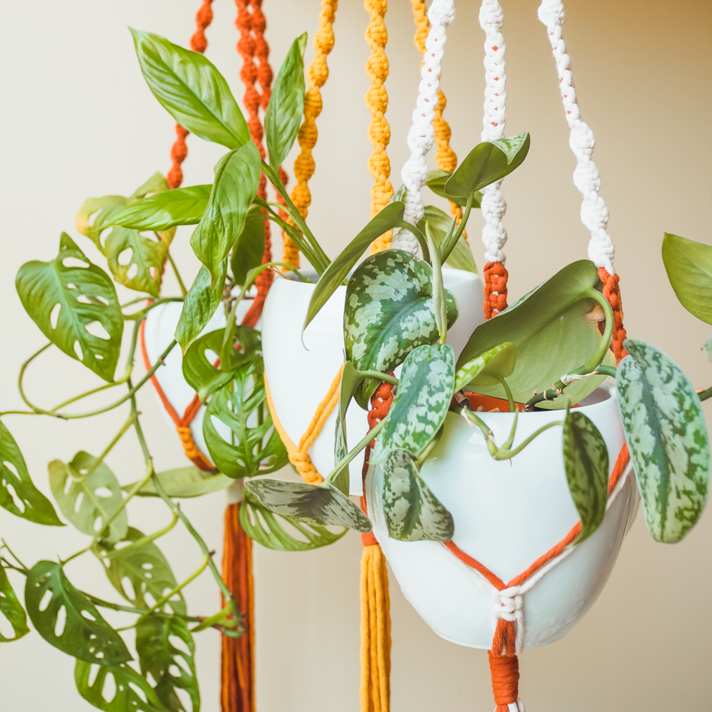 Macrame Plant Hangers