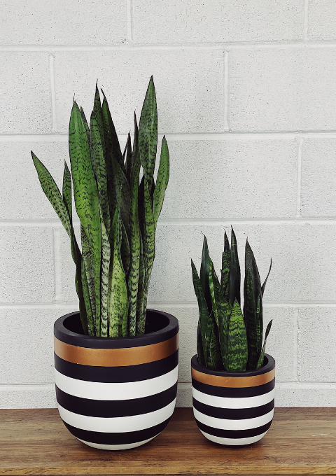 Sammy in Striped Pot