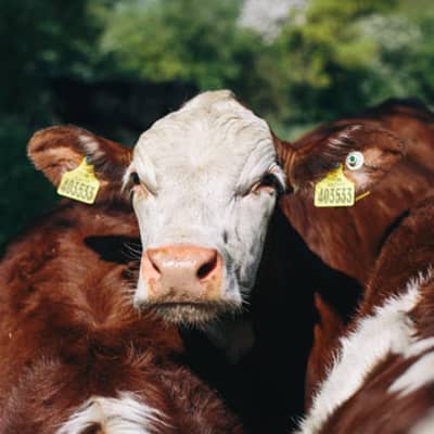 Supporting British dairy