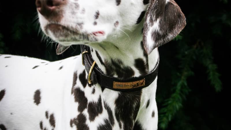 Dalmatian dog in dog collar