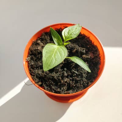 Happy chilli seedling