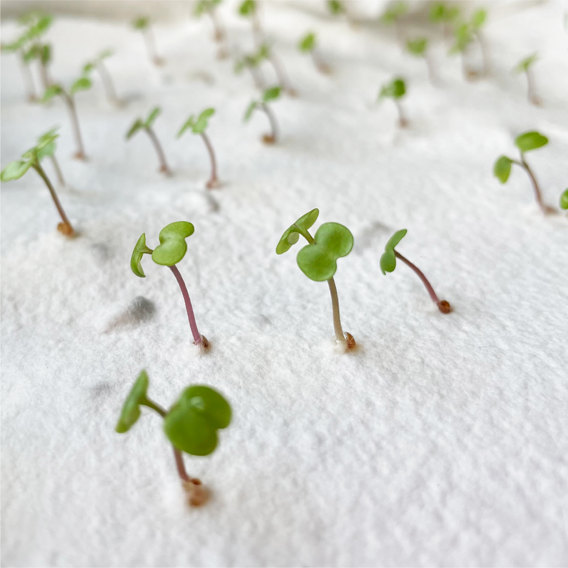 Ruby & Bo rocket paper growing