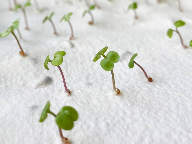 Ruby & Bo rocket paper growing