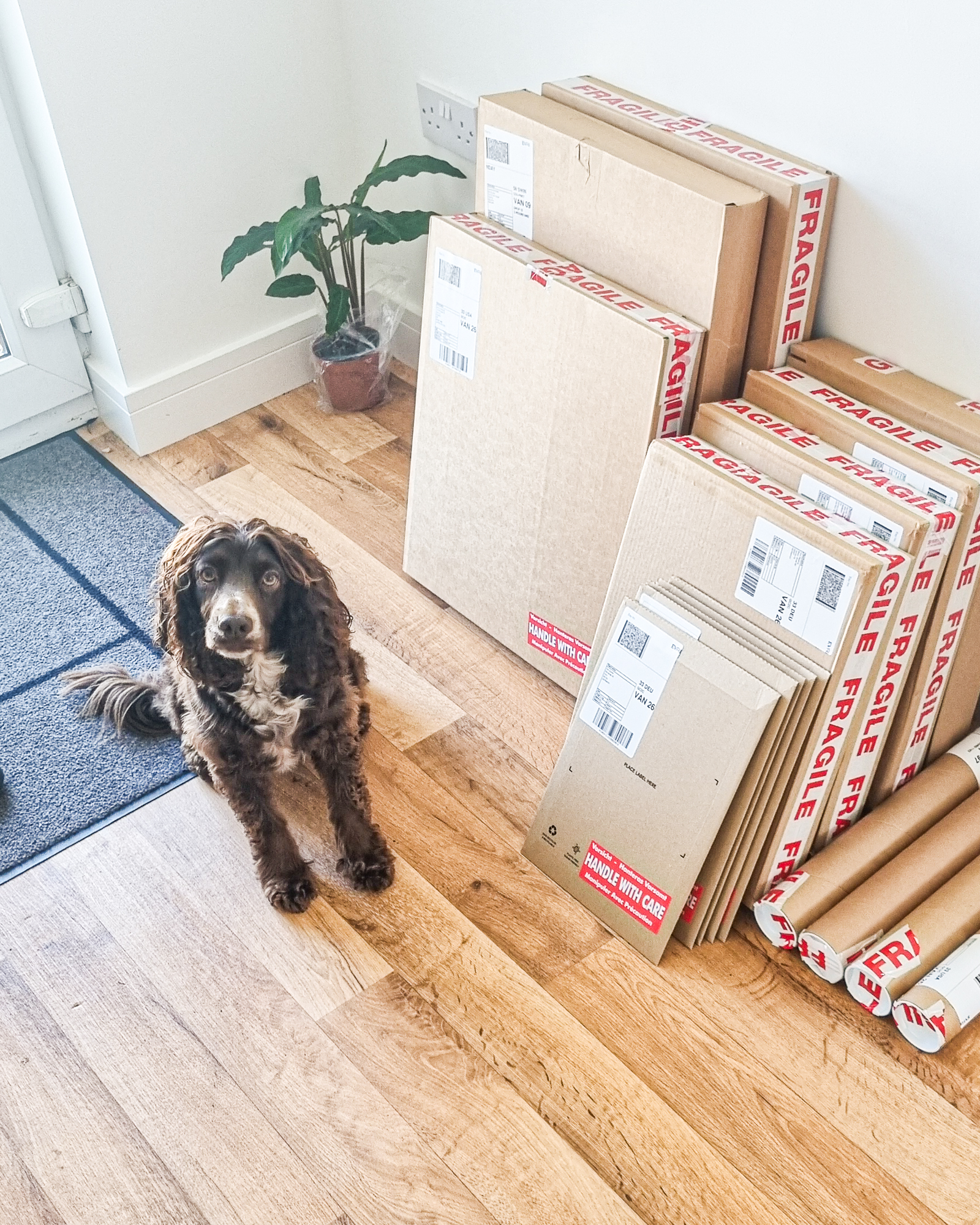 Meet Luna, our office security manager.