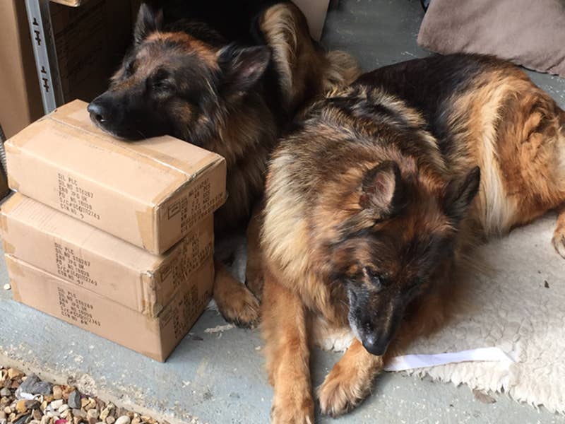 Dogs Packing Parcels