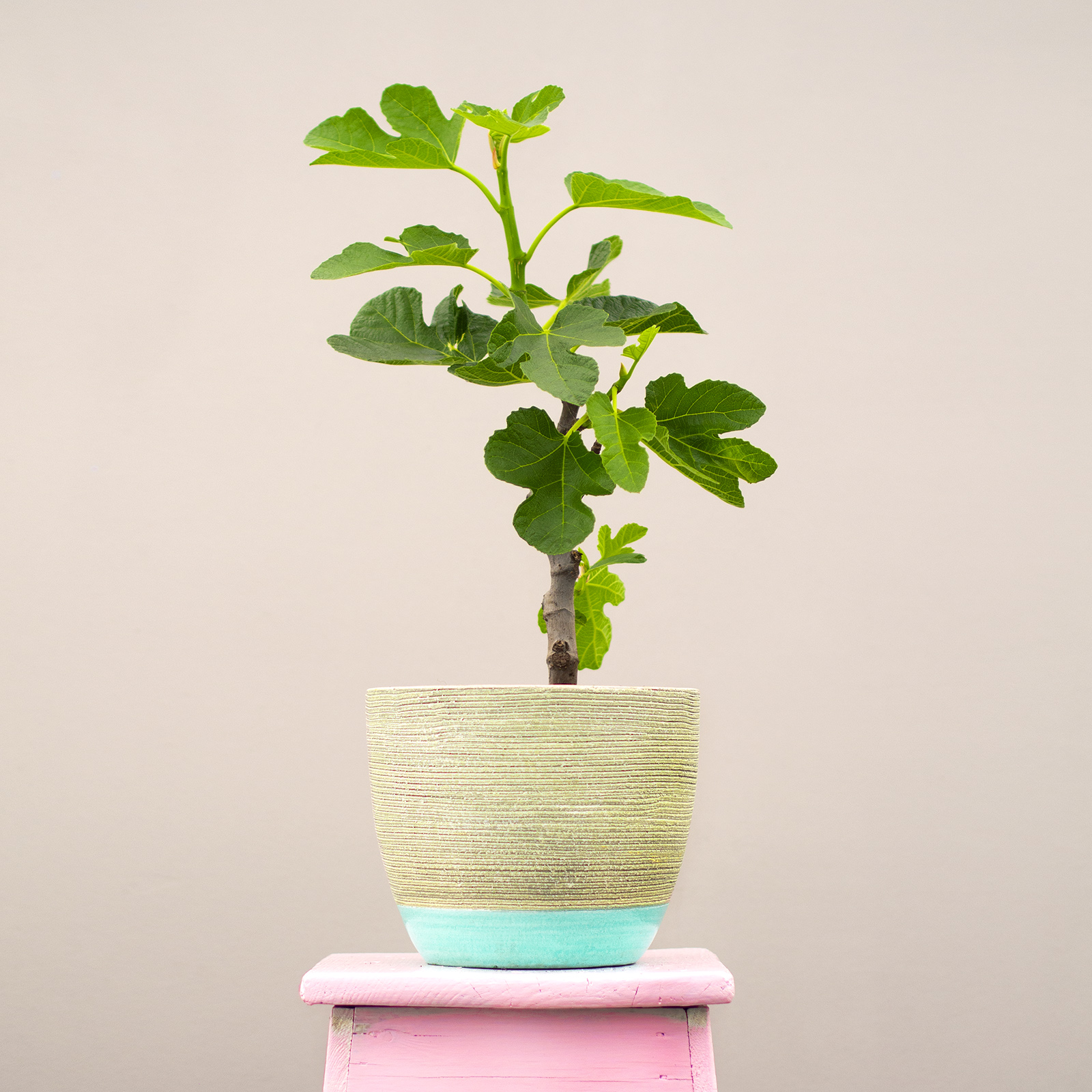 Beautifully wrapped tree gift 