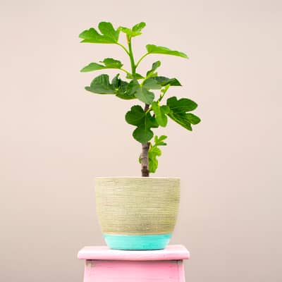 Beautifully wrapped tree gift