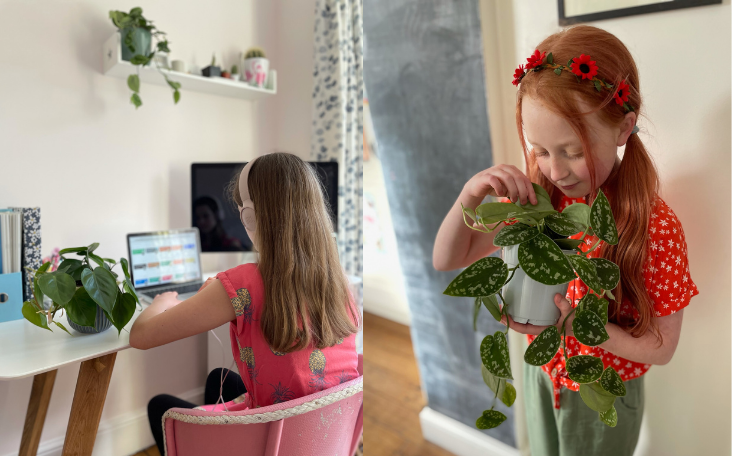 The Ginger Jungle Indoor plants and Gifts