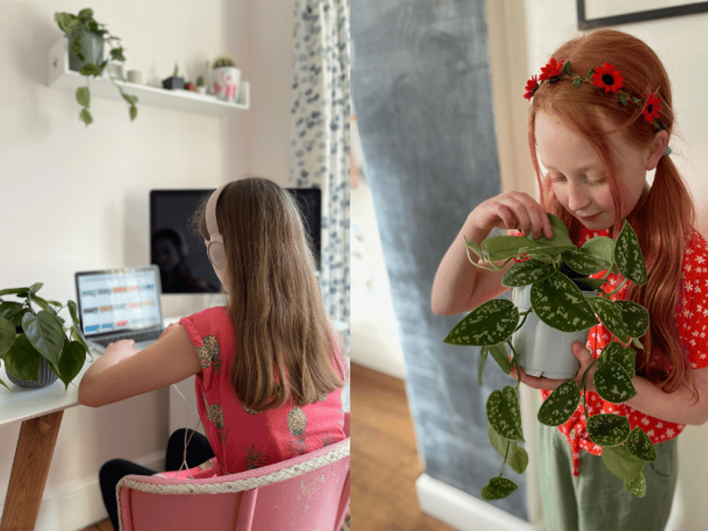 The Ginger Jungle Indoor plants and Gifts