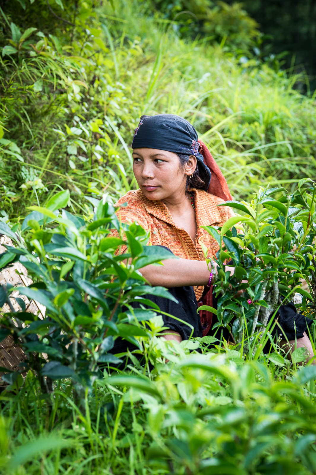 Tea garden and tea picker