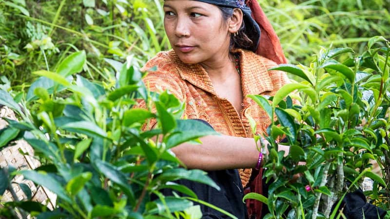 Tea garden and tea picker